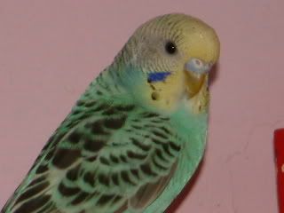 DSCF0371.jpg