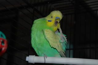 nikon055.jpg