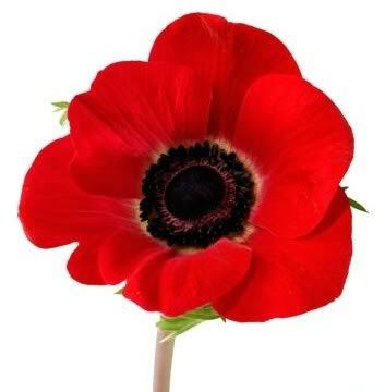 poppy.jpg