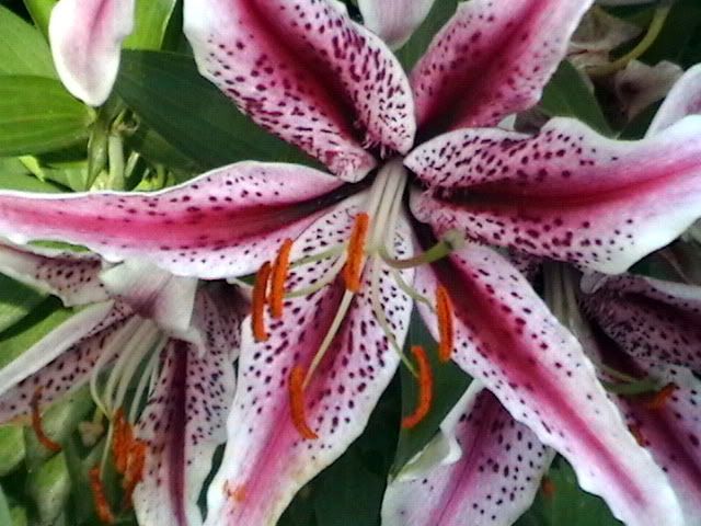 20080918_135608.jpg