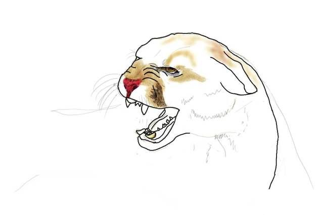 cougar1copy.jpg