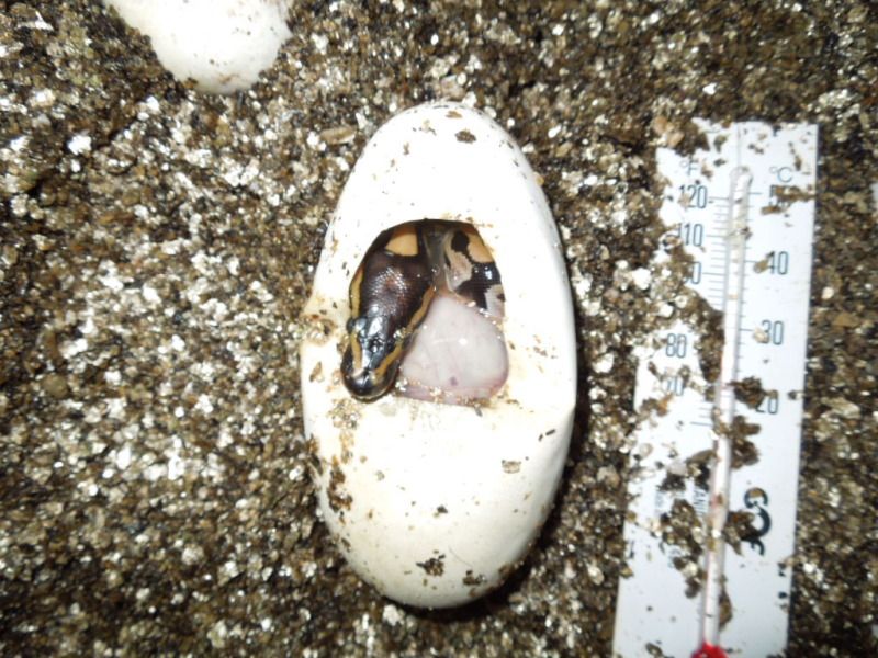 eggegg001.jpg