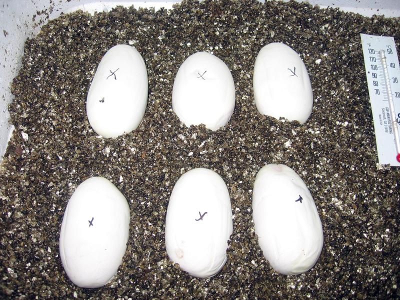 rebeccas6eggclutch.jpg