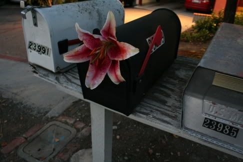 Send your love... or put a flower in the mail box for a photo