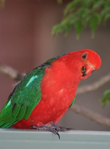 kingparrot.jpg