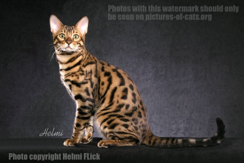 Bengal-cat-MoMo-sitting-to-L-looking-out-001_zps7e7e8d0e.jpg