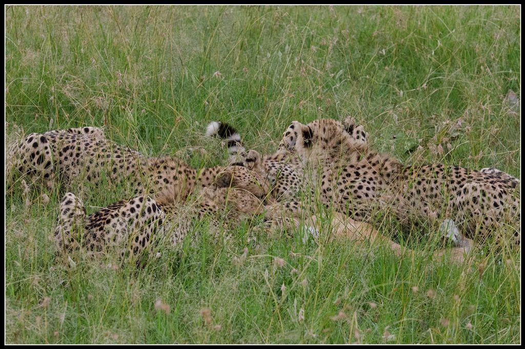 Жизнь замечательных гепардов или "убийственное" сафари в частных заповедниках Мары (Кения)