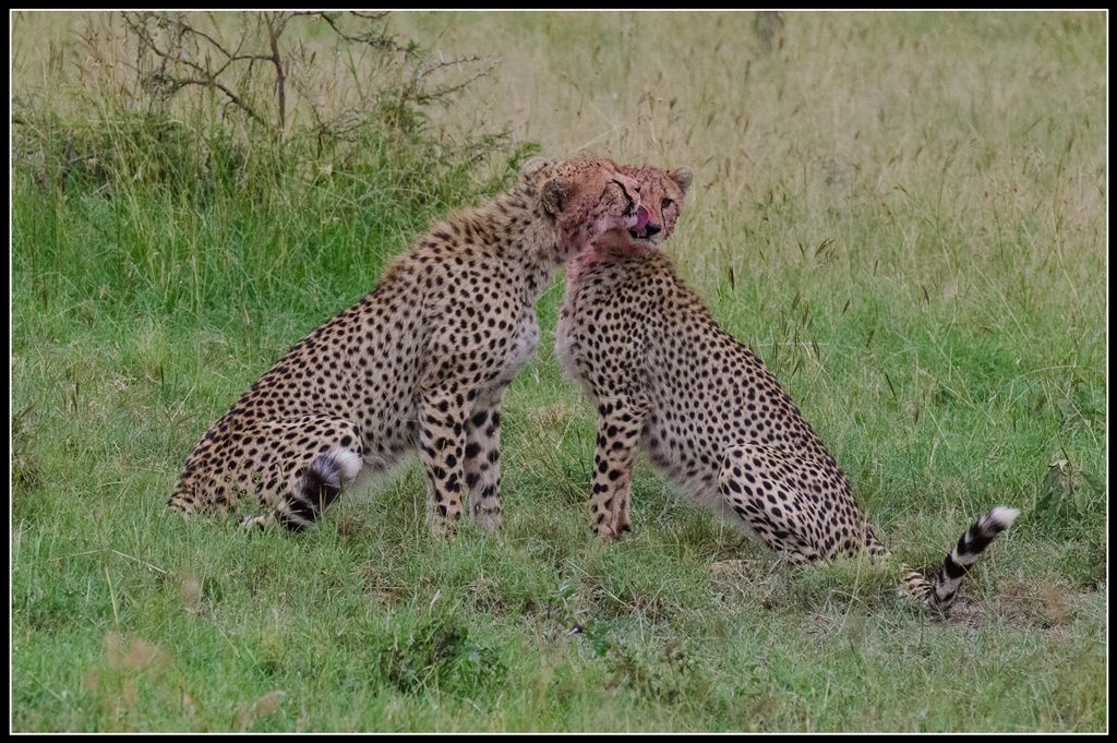 Жизнь замечательных гепардов или "убийственное" сафари в частных заповедниках Мары (Кения)