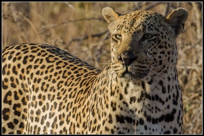 Чудный зверь панголин и много пятнистых кошек (сафари в Южной Африке)