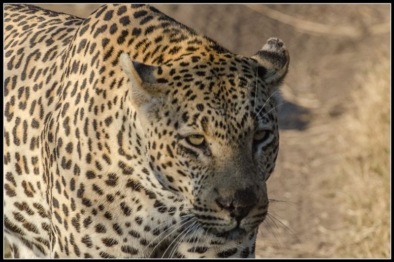 Чудный зверь панголин и много пятнистых кошек (сафари в Южной Африке)