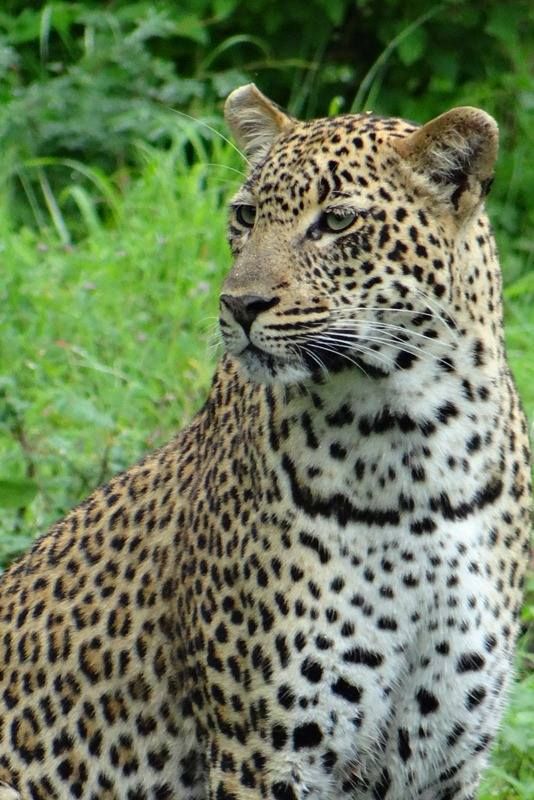 Южная Африка, Зимбабве, Ботсвана: в поисках больших кошек