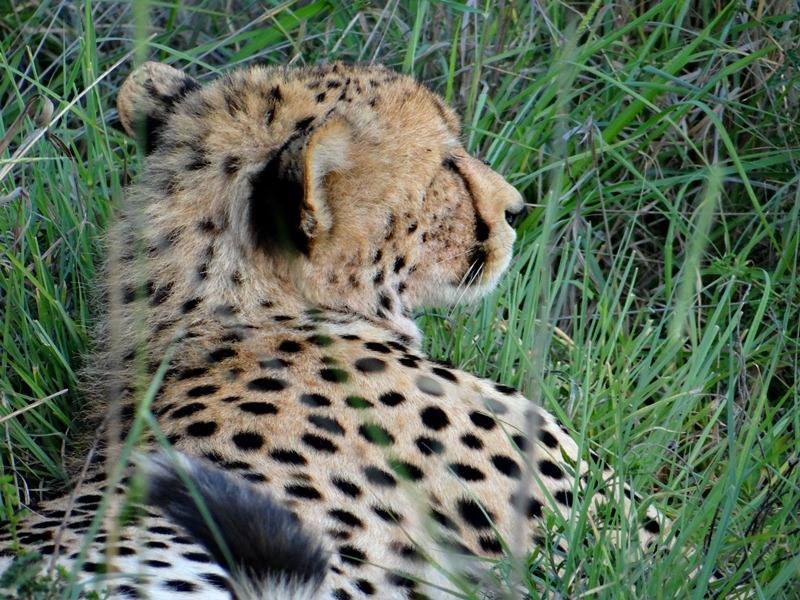 Южная Африка, Зимбабве, Ботсвана: в поисках больших кошек