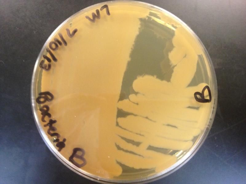 BacteriaBcolonies.jpg