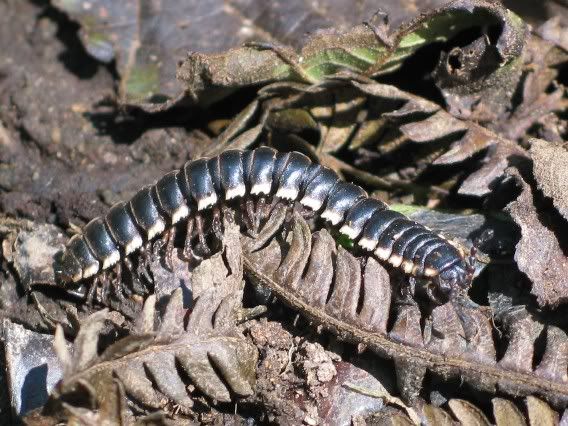 As a defensive mechanism millipedes like this spray cyanide to fend off predators. You can tell centipedes and millipedes apart because millipedes have two legs on each segment while centipedes have only one.