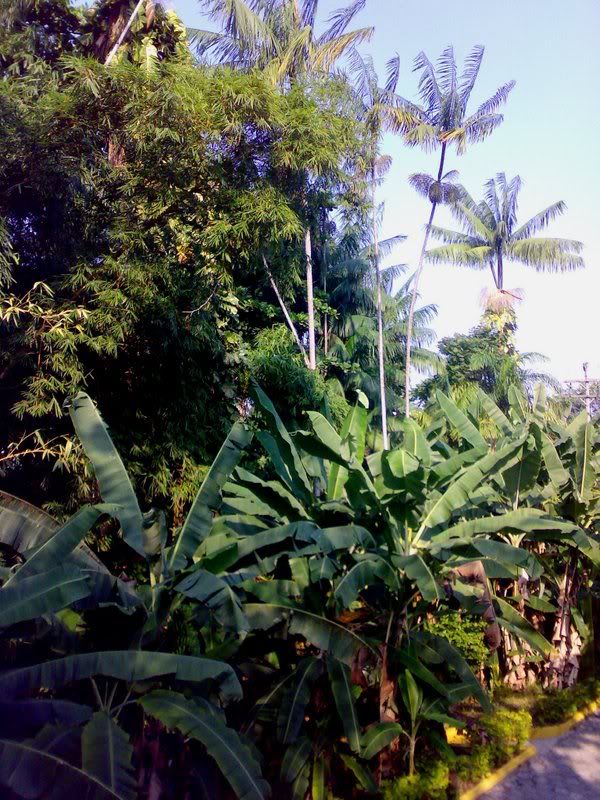 Studio5sideofgarden.jpg