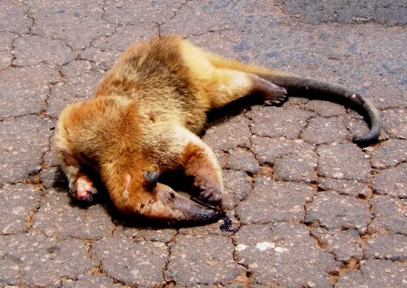 BR174RoadKill.jpg