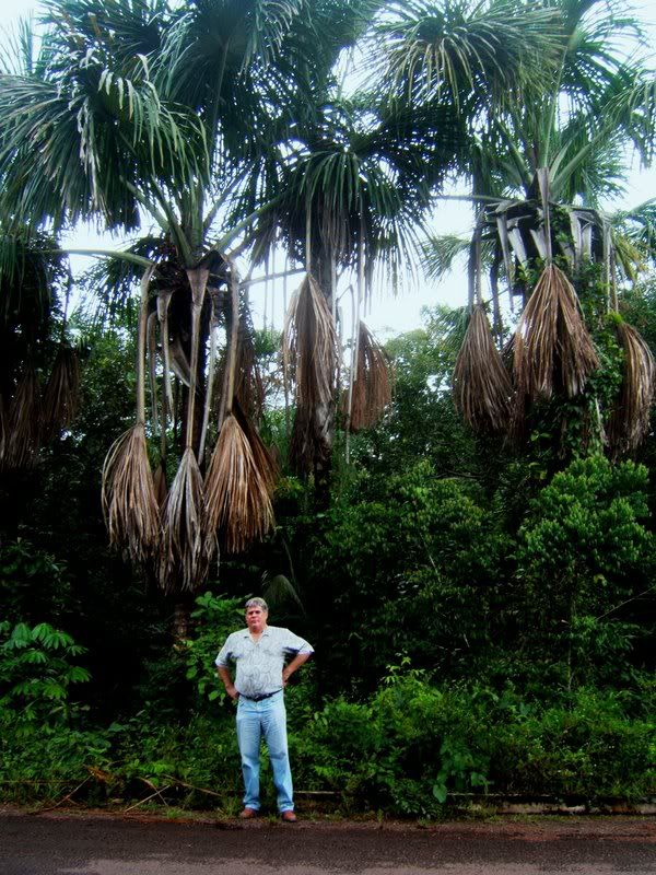 Buritiscale.jpg