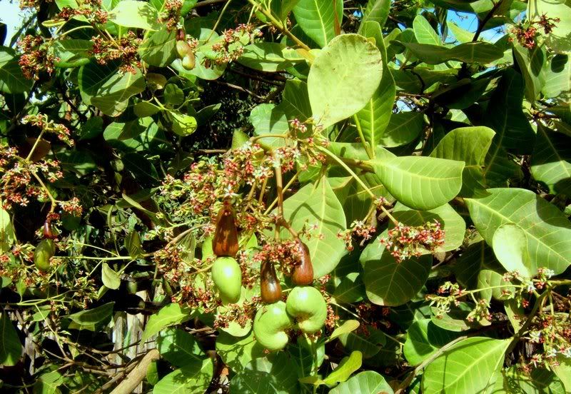 Cashew3.jpg
