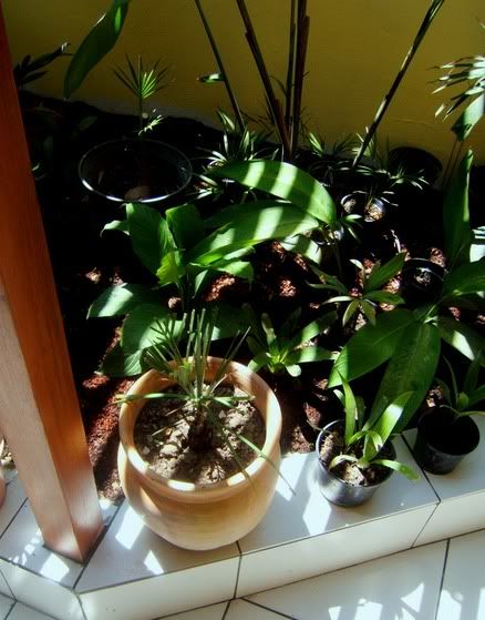Garden4.jpg