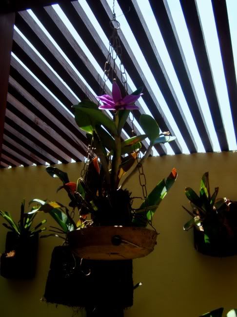 Orchid.jpg