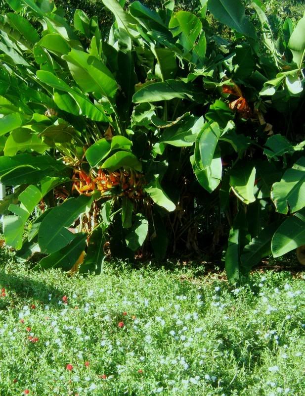OrlaHelaconia.jpg