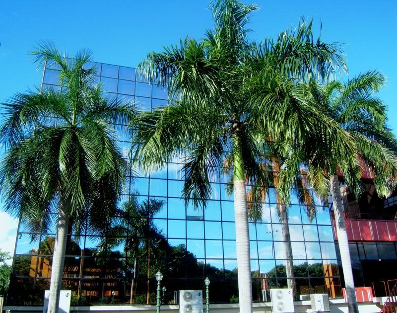 Palmsandglass.jpg