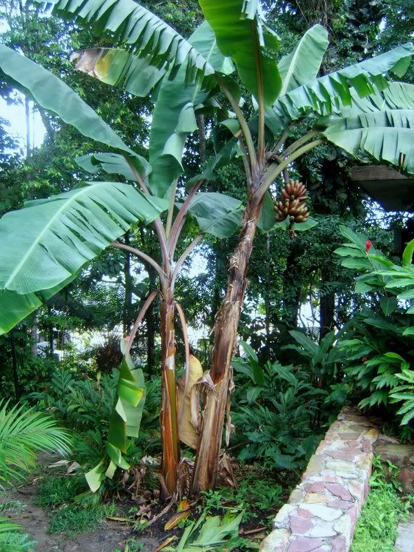 RedBananasTropical.jpg