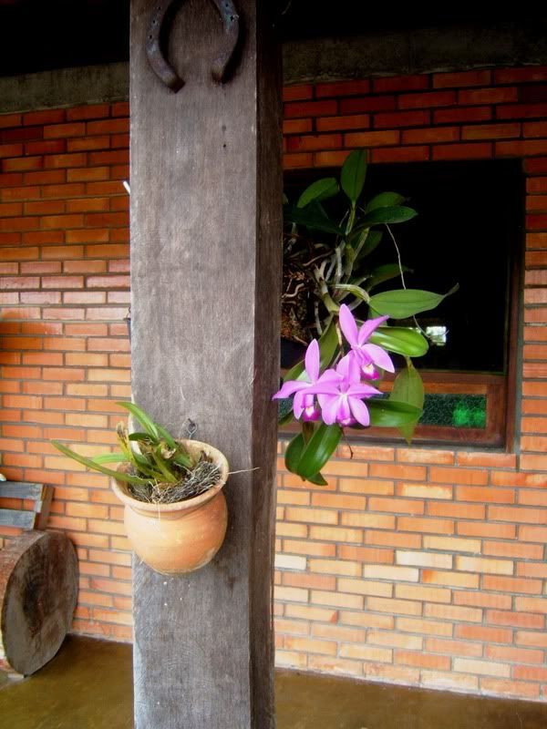 Roqueorchids1.jpg