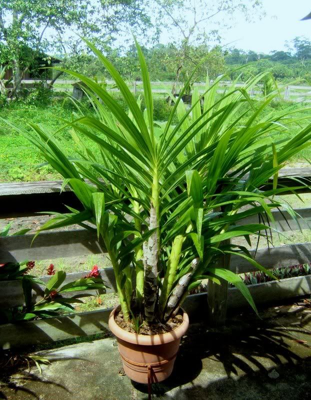 Roqueorchids13.jpg