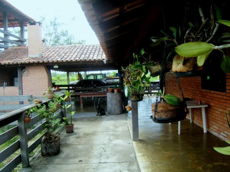 Roqueorchids14.jpg