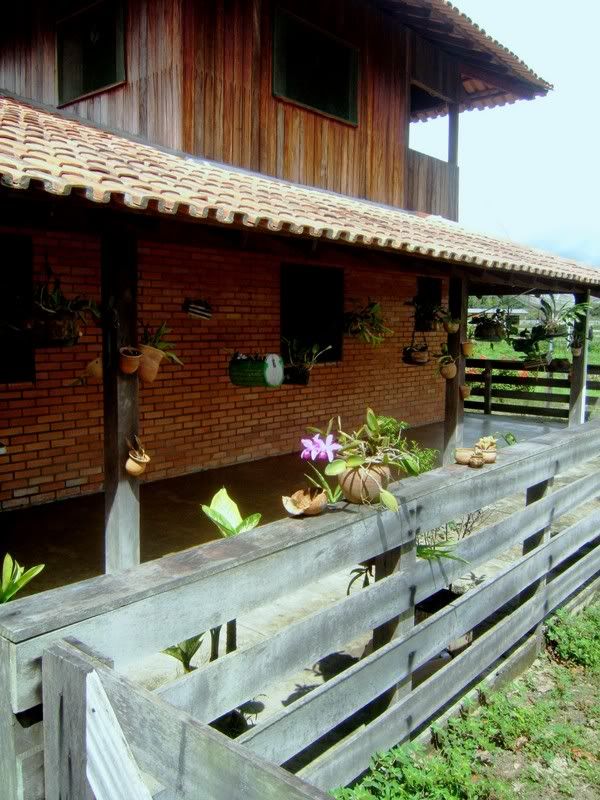 Roqueorchids15.jpg