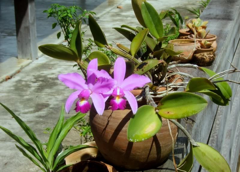 Roqueorchids16.jpg