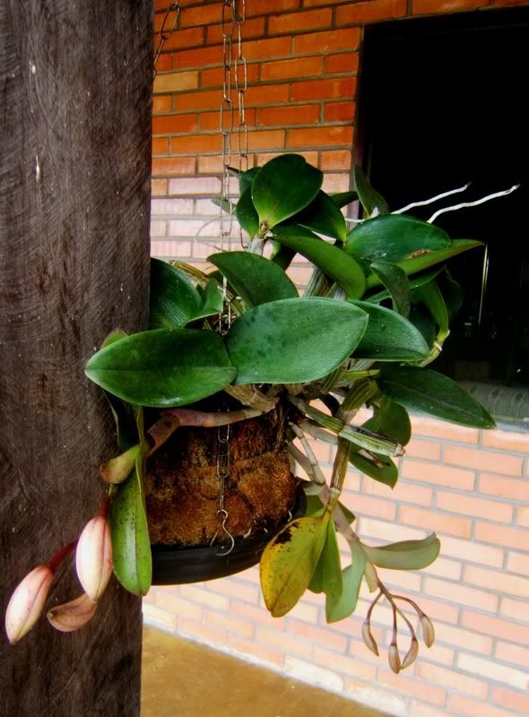 Roqueorchids4.jpg