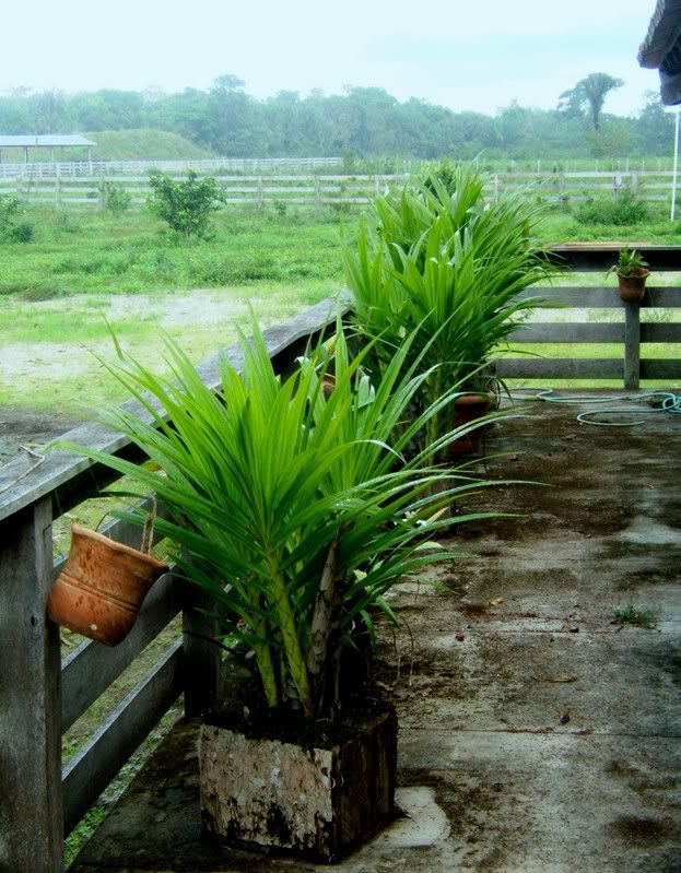 Roqueorchids8.jpg