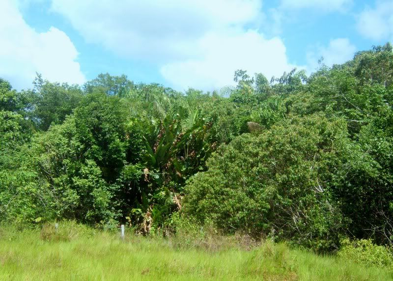 Secondaryvegetation-capoeira.jpg