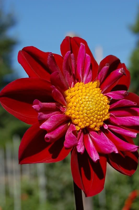 Photo Sharing and Video Hosting at Photobucket