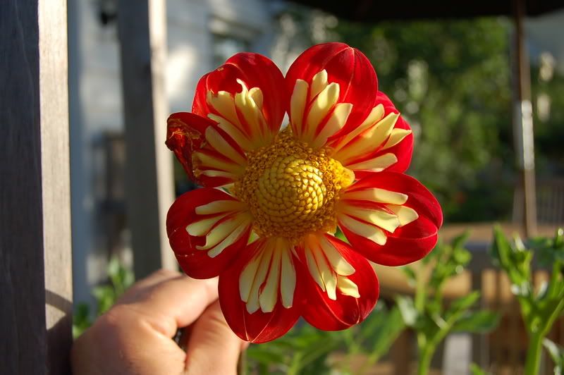 Photo Sharing and Video Hosting at Photobucket