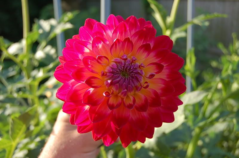 Photo Sharing and Video Hosting at Photobucket