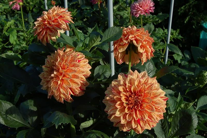 Photo Sharing and Video Hosting at Photobucket