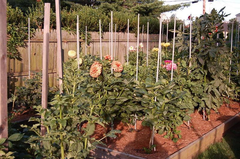 Photo Sharing and Video Hosting at Photobucket