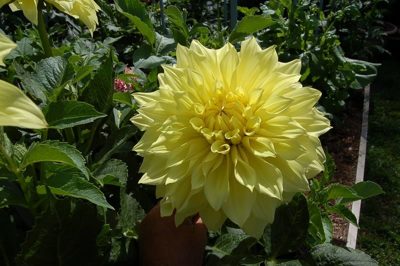 Photo Sharing and Video Hosting at Photobucket