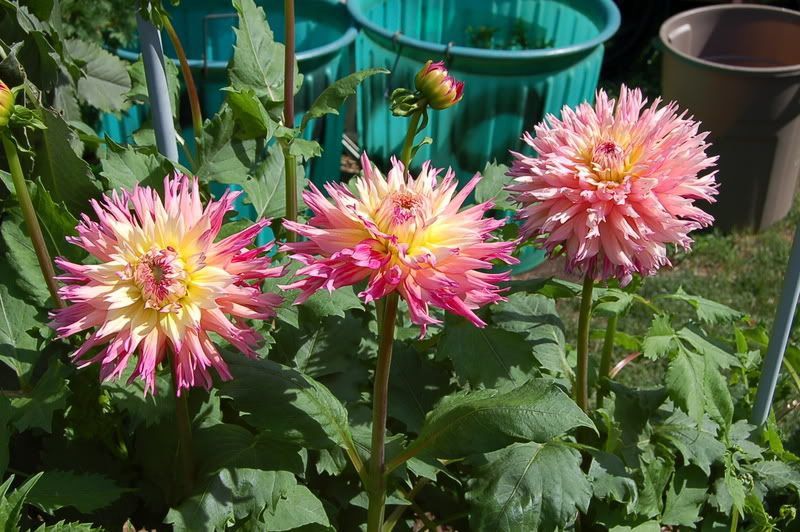 Photo Sharing and Video Hosting at Photobucket