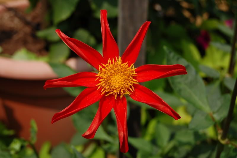 Photo Sharing and Video Hosting at Photobucket