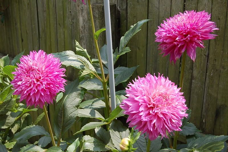 Photo Sharing and Video Hosting at Photobucket