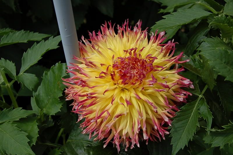 Photo Sharing and Video Hosting at Photobucket