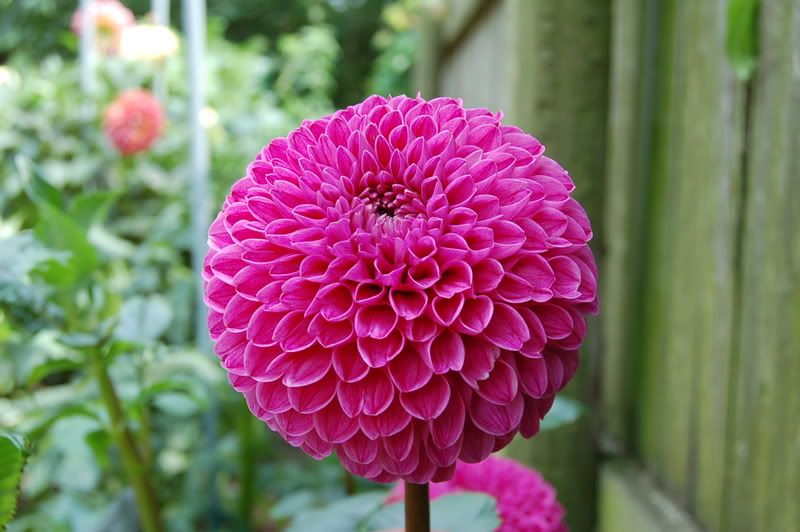 Photo Sharing and Video Hosting at Photobucket