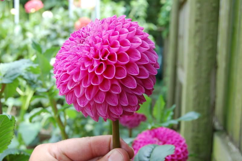 Photo Sharing and Video Hosting at Photobucket