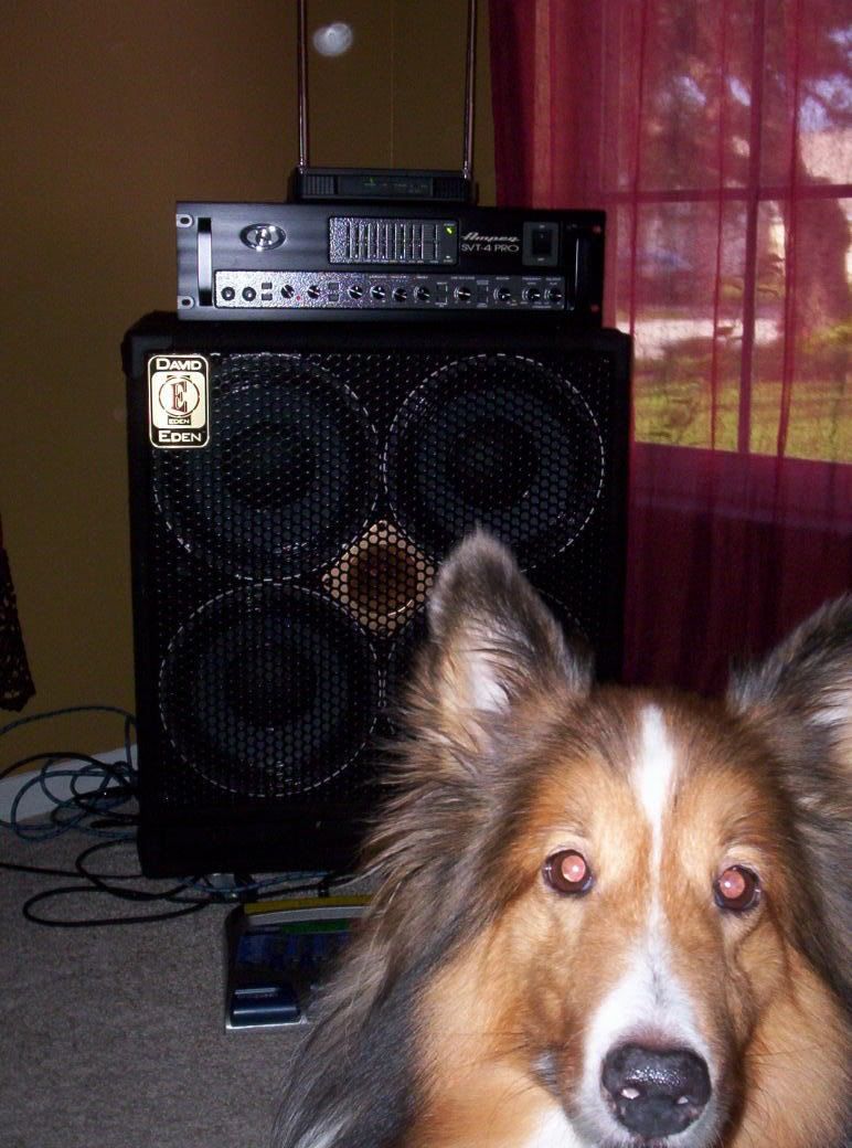 AmpegRigwDog.jpg