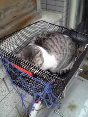 Kitty in Basket