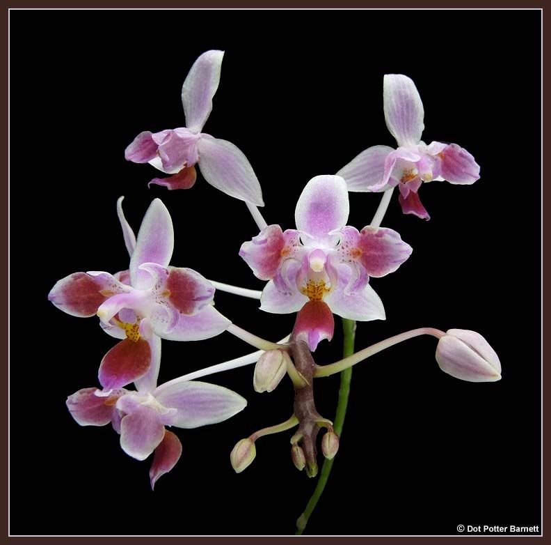 phal equestris